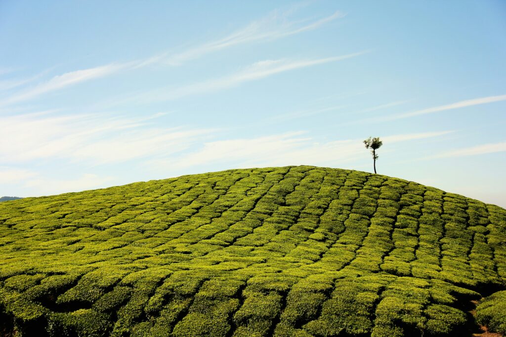 munnar- top tourist destinations in kerala